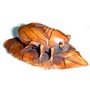 Wooden Netsuke--Insect